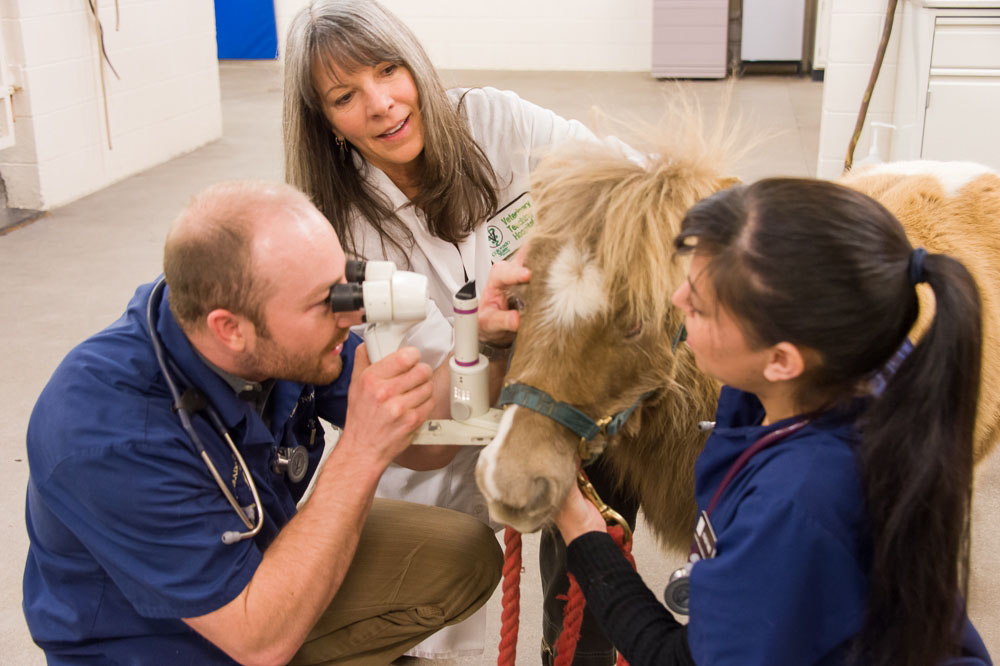 Equine Veterinarian: Education and Career Information