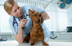 Companion Animal Veterinarian: Education and Career Information