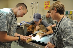Military Veterinarian: Education and Career Information